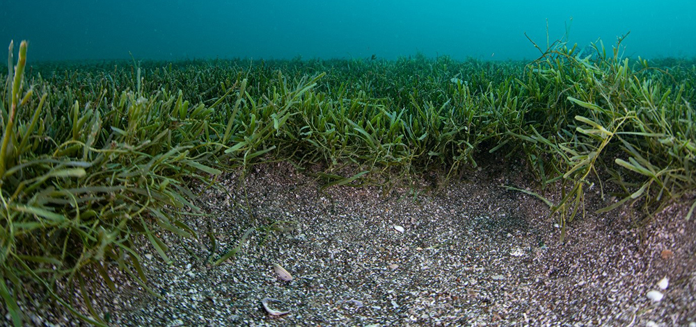 Caulerpa seaweed at the bottom of the ocean floor