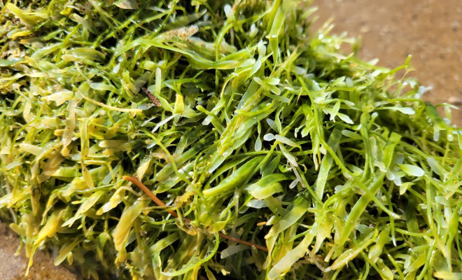 Caulerpa up close Okupu Beach Great Barrier Island Dec 2022  Credit Sid Wales MPI