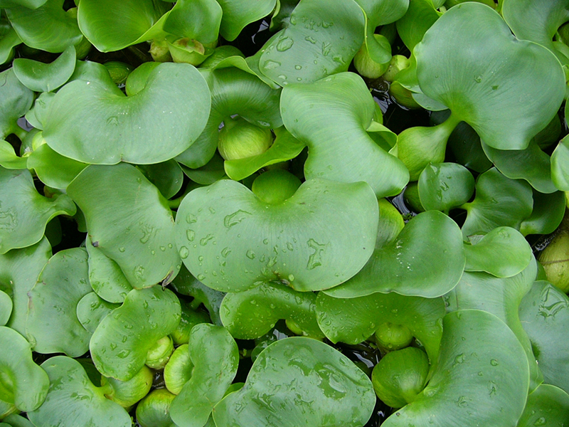 Salvinia