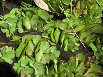 Salvinia or kariba weed (Salvinia molesta)