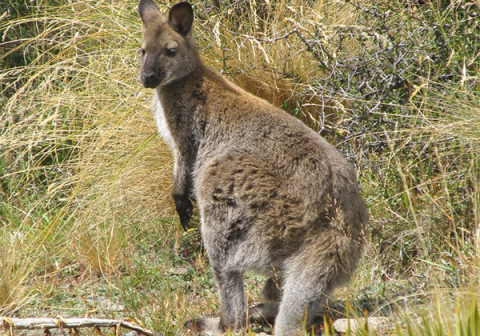 Wallaby standing alert in the bush.