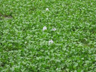 Water hyacinth (Eichhornia crassipes or Pontederia crassipes)