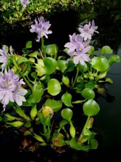 Water hyacinth (Eichhornia crassipes or Pontederia crassipes)