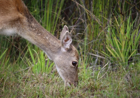 feral deer