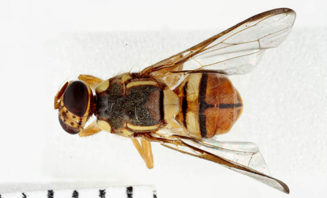 T13 02532 dorsal