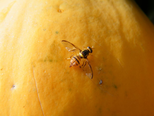 An adult fruit fly with its wings spread, laying eggs on the outside of an orange-coloured papaya.