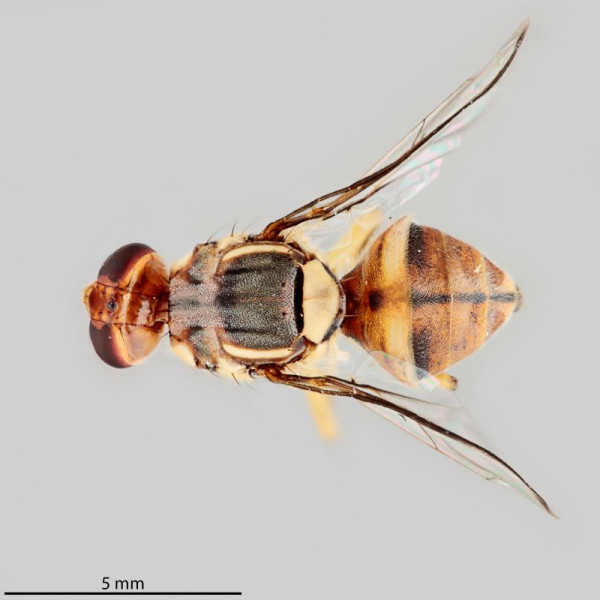 The top of a fruit fly. The fly has been photographed against a plain grey background.