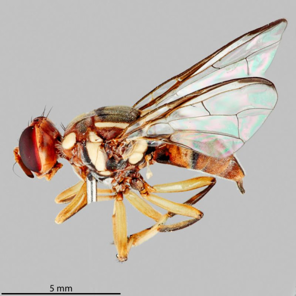 A side view of a fruit fly on a plain grey background, showing the fly's red and brown markings and translucent wings.