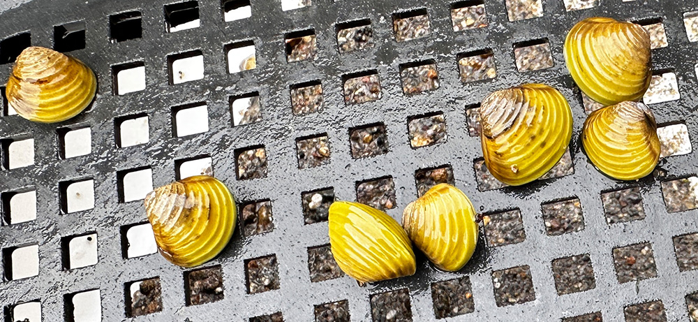 A group of gold clams on a black mat.