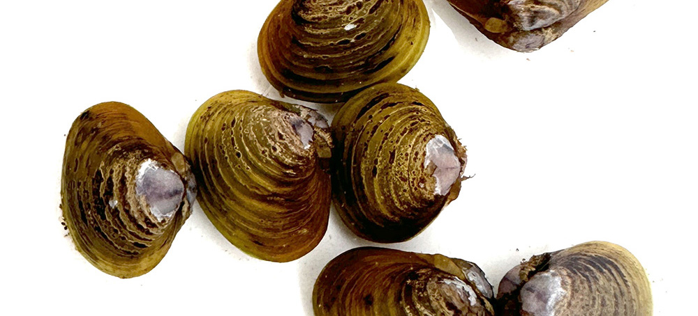 A group of clams on a white background, showing their ribbed shells.