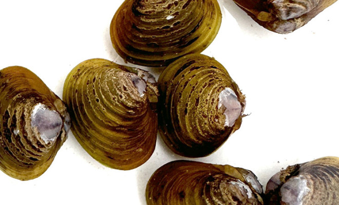 Corbicula white background