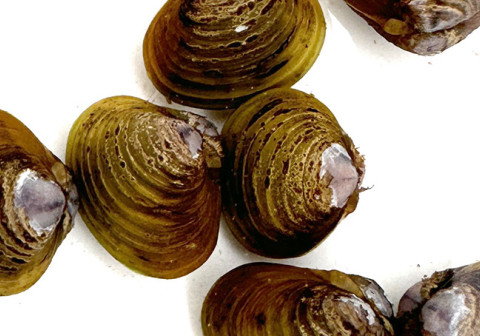 Corbicula clams on white background.