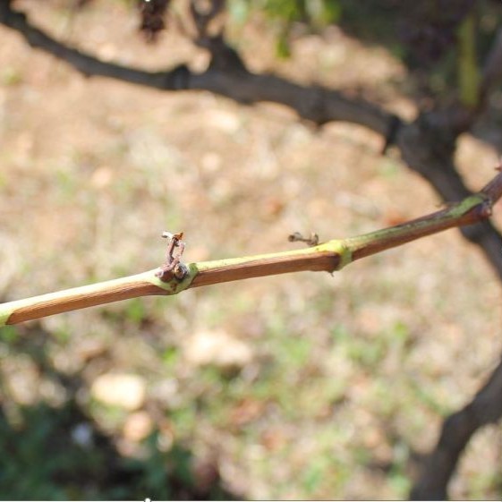 Foliar symptoms of Xylella fastidiosa infection on grape-Pierce’s disease. Diego Olmo, IRFAP, Spain.