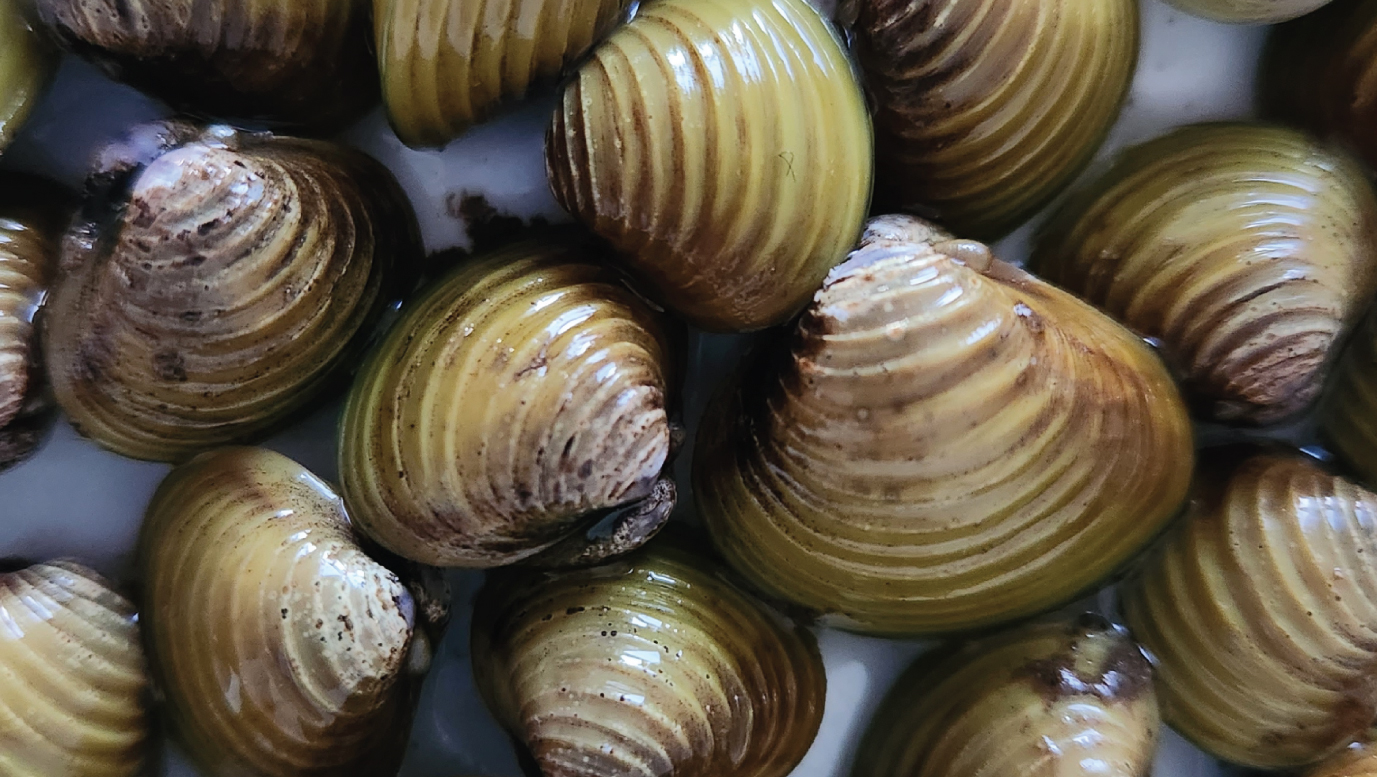 Freshwater gold clams with a 2 dollar coin