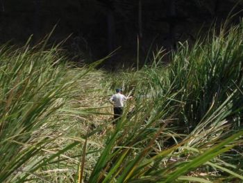 Large wild rice plants growing on land are almost twice as high as the man standing beside them.
