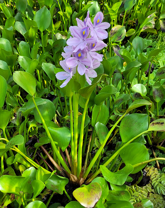 A mat of green water hyacinth plants with a few white flowers showing.