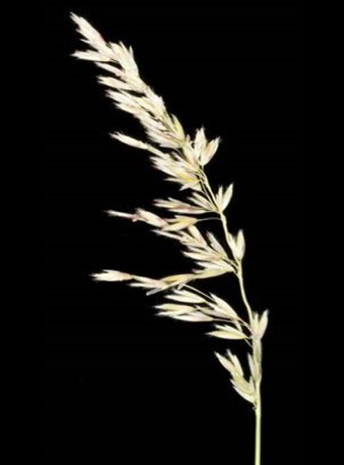 A tan pyp grass seed head against a black background.