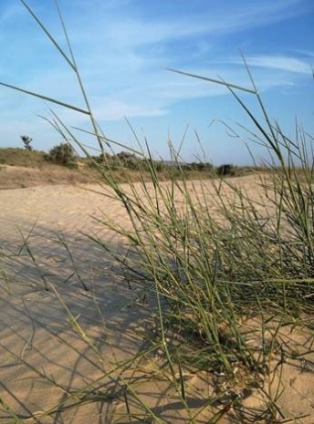 Pyp grass growing in a sand dune.