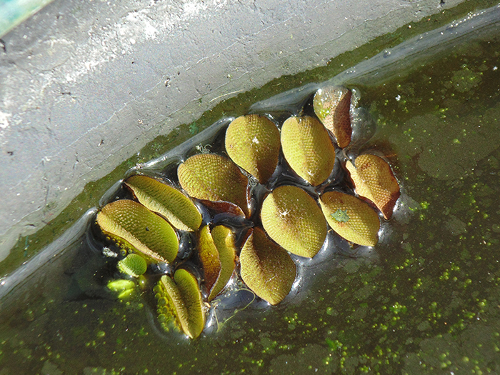 Salvinia or kariba weed (Salvinia molesta)
