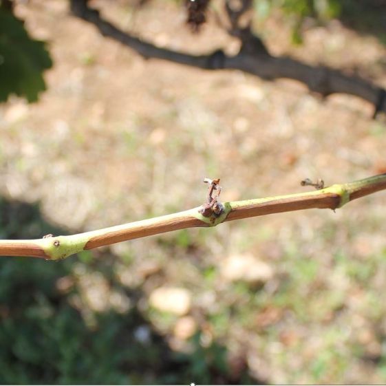 Typical “green island” symptom of Xylella fastidiosa infection on grape- Pierce’s disease. Diego Olmo, IRFAP, Spain.