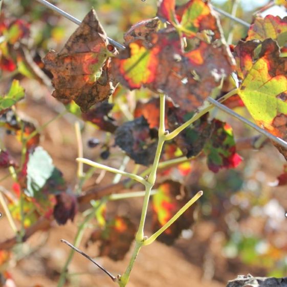 Typical “matchstick” symptom of Xylella fastidiosa infection on grape- Pierce’s disease. Diego Olmo, IRFAP, Spain.