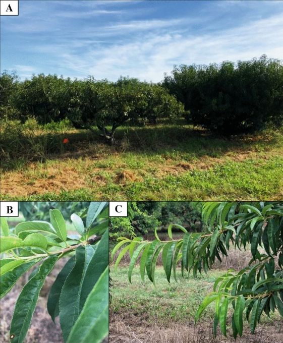 Comparison of trees showing phony peach disease symptoms vs without disease