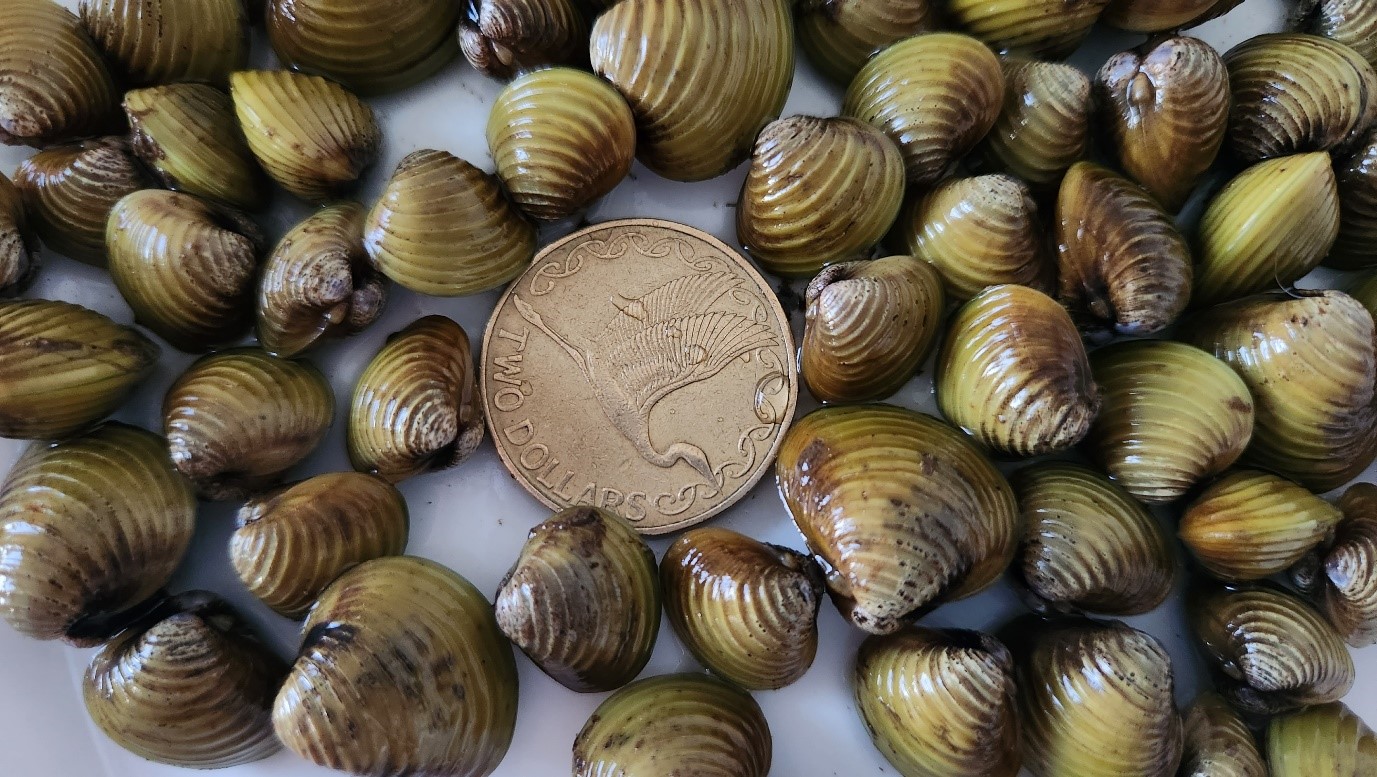 Freshwater gold clam (Corbicula fluminea) NZ Government