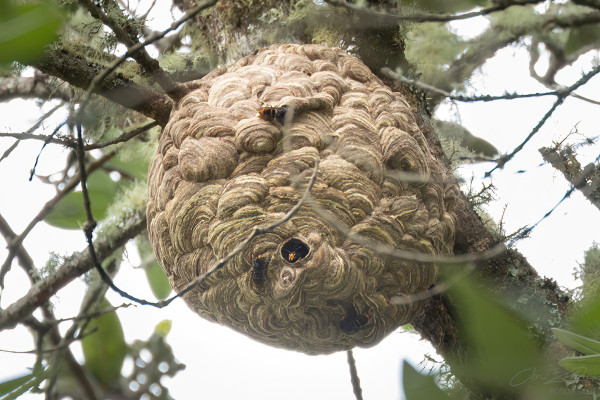 Nest hanging from tree branches.