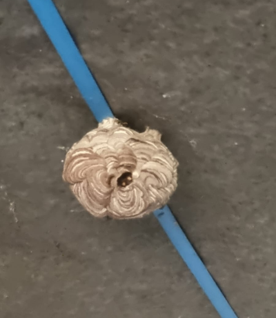 Yellow-legged hornet developed primary nests 