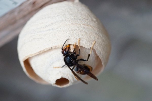 Hornet building a white spherical nest with a bottom opening.