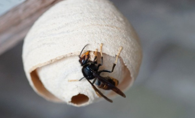 Yellow legged hornet nest. Photo credit John de Carteret – Jersey
