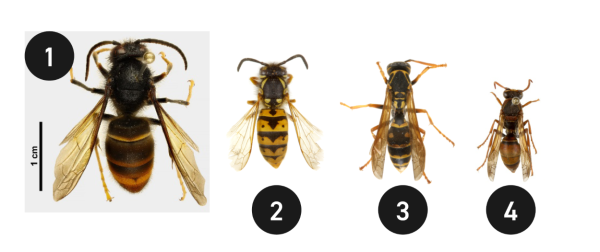 One hornet and 3 different wasp species side by side, numbered from 1 to 4.