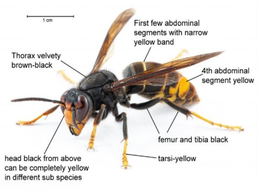 Close-up of a hornet, long description next.