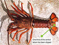 rock lobster with one-third of the central telson clipped
