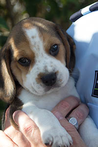 Beagle puppy held by carer