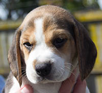 Beagle puppy close up held by carer