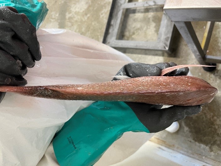 top view photo of a snapper being held by a scientist