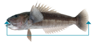 blue cod measurement from the tip of the nose to the rear end.