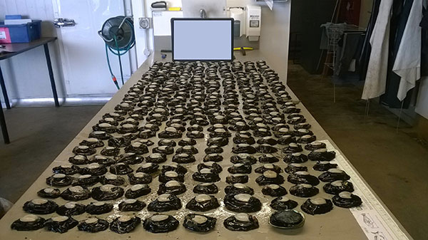 illegal haul of almost 300 undersized paua.