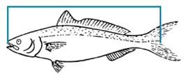 Measure finfish length from tip of the nose to the middle ray or V in the tail.