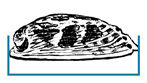 Measure flat face of paua in a straight line, not over the curve of the shell.