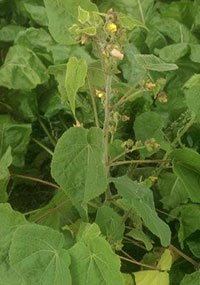 A close-up of a flowering velvetleaf plant with yellow flowers
