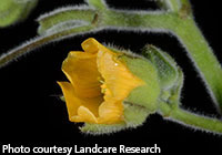 Close-up of a yellow velvetleaf flower