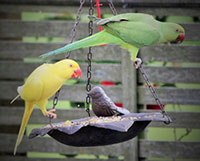 yellow and green Indian ringneck parakeets on feeder