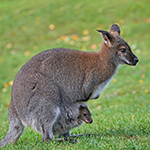 Bennett's wallaby and joey