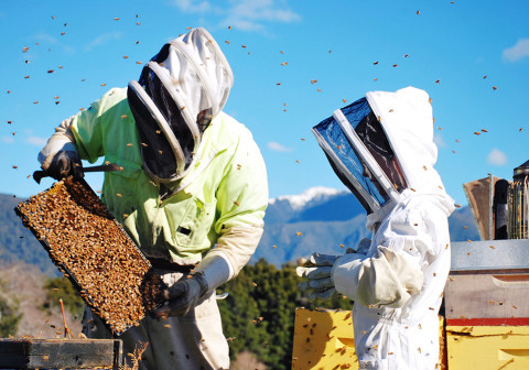 Beekepers harvesting honey