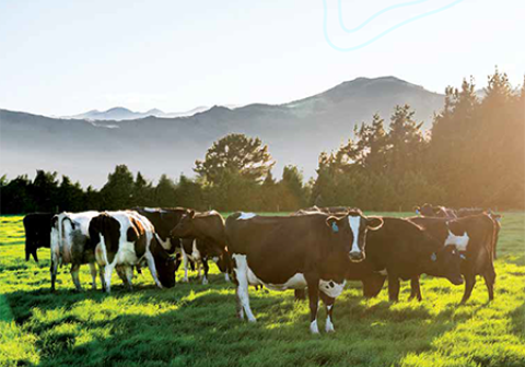 Dairy cows on a field