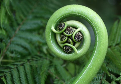 New tree fern frond