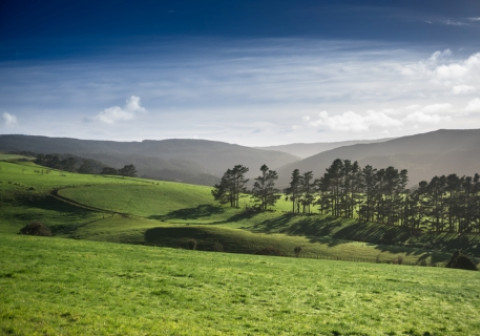 A view across a field to distant mountains near Kaihu in New Zealand