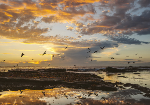 Sunrise by the coast with birds flying